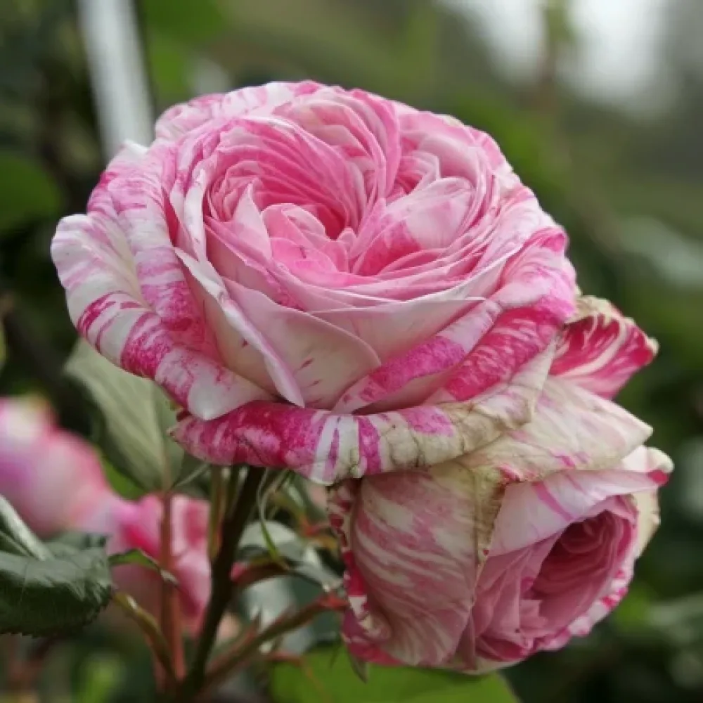 Rózsa Floral Whirl - szabadgyökerű