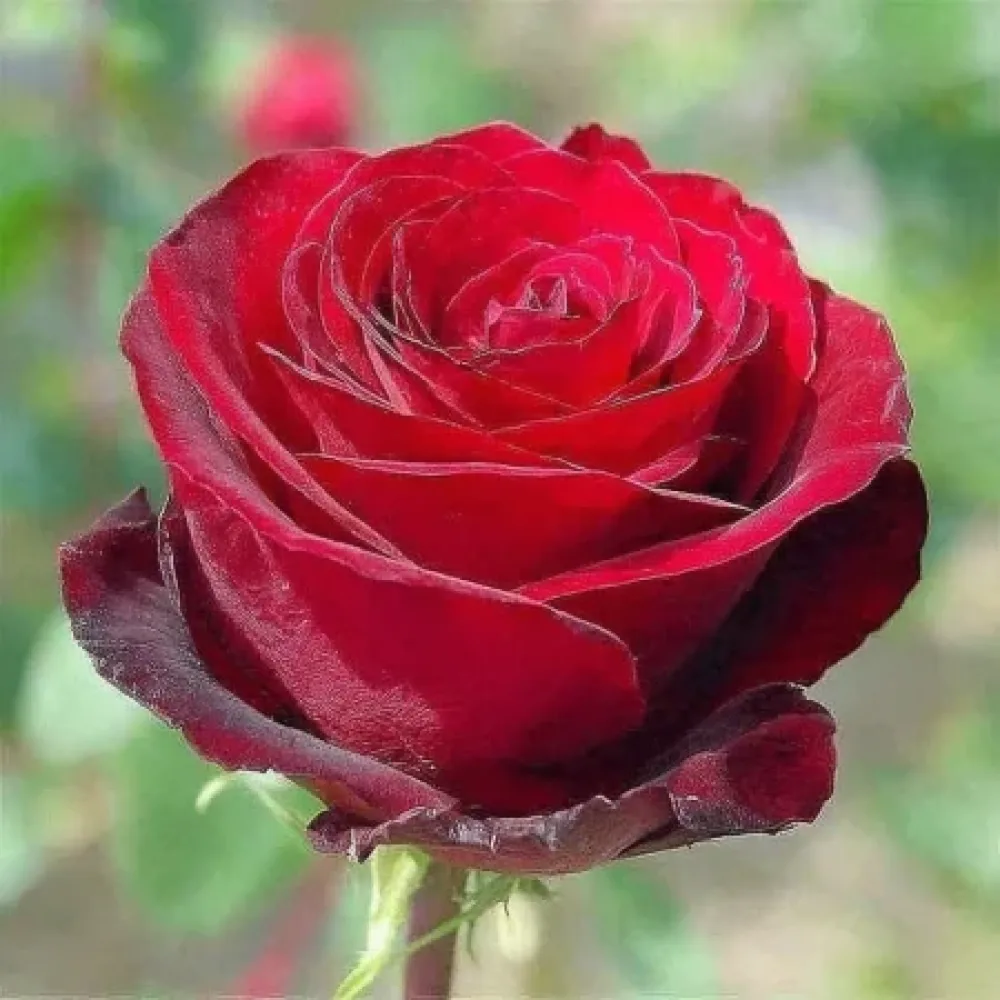 Rózsa Ruby Eternity Rose - szabadgyökerű
