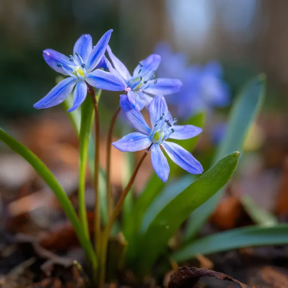 Csillagvirág bifolia Blue