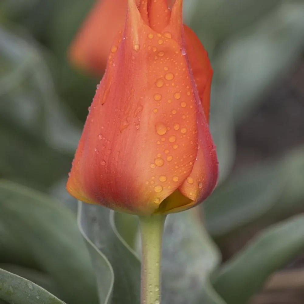 Tulipán Miramare (narancssárga)