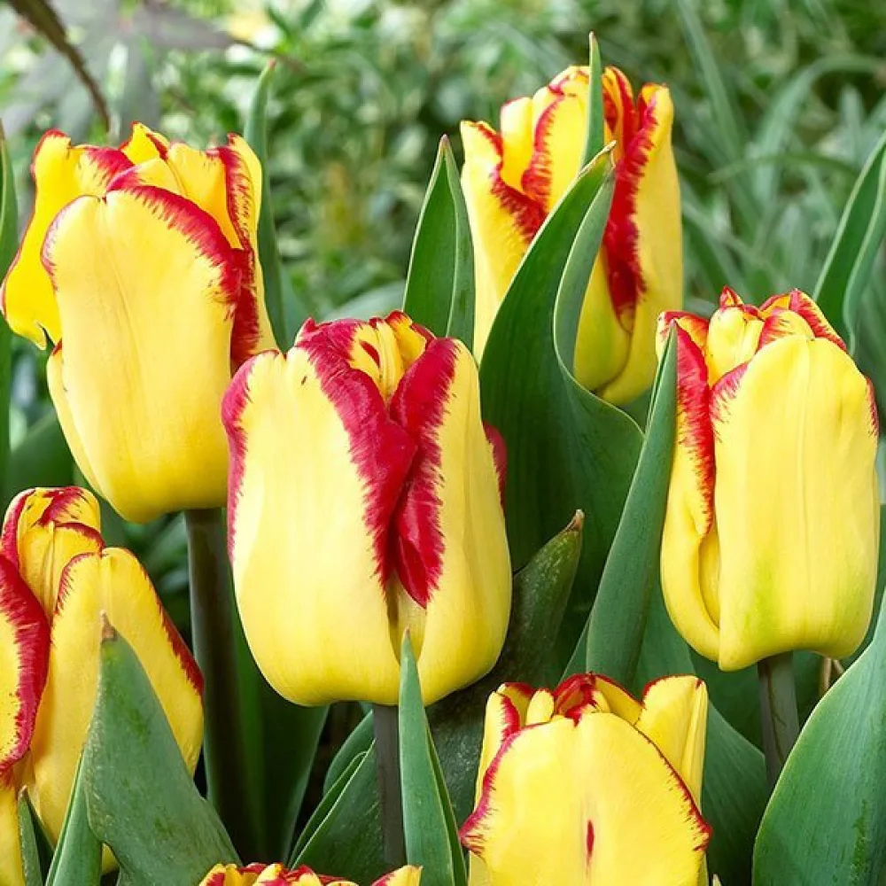 Tulipán Cape town (piros)