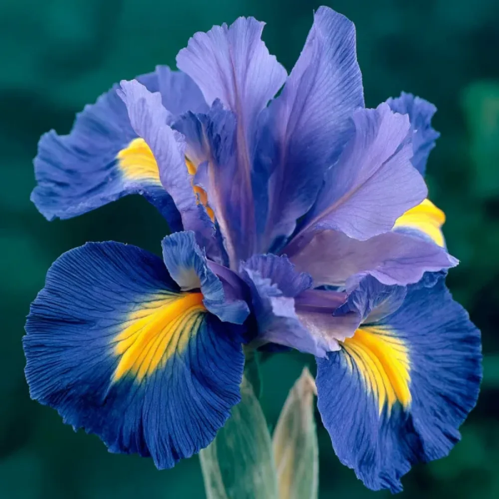 Írisz Sapphire Beauty (kék)