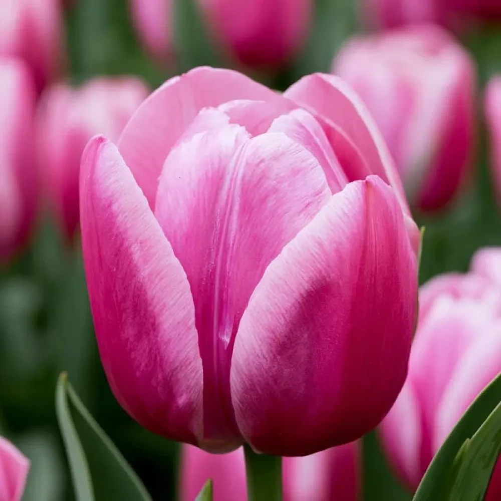 Tulipán Royal Ten (rózsaszín)