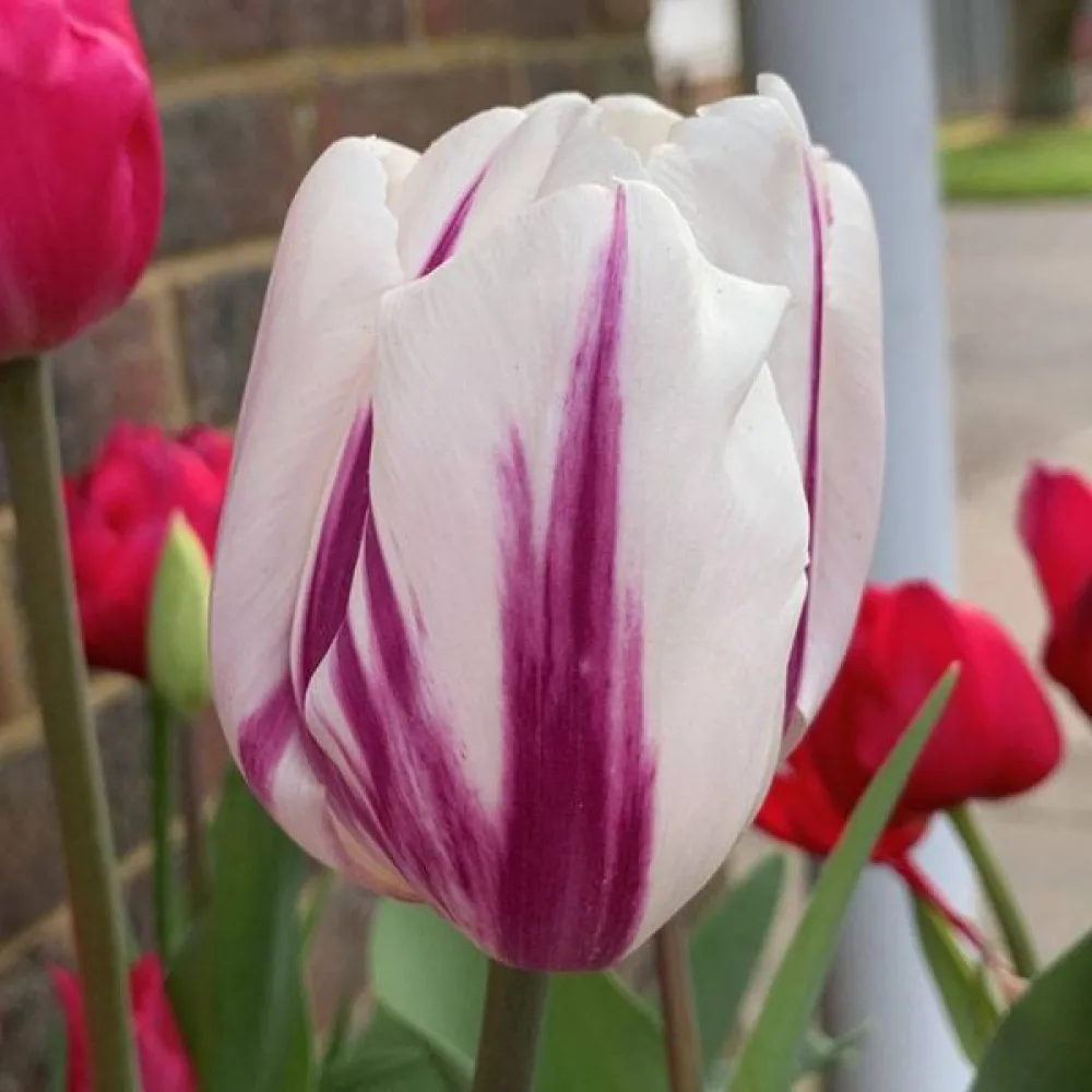 Tulipán Happy Feet (zöld)