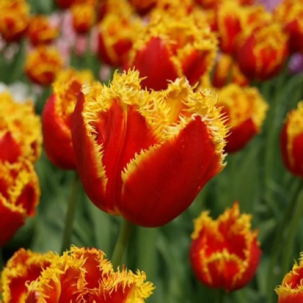 Tulipán Davenport (sárga)
