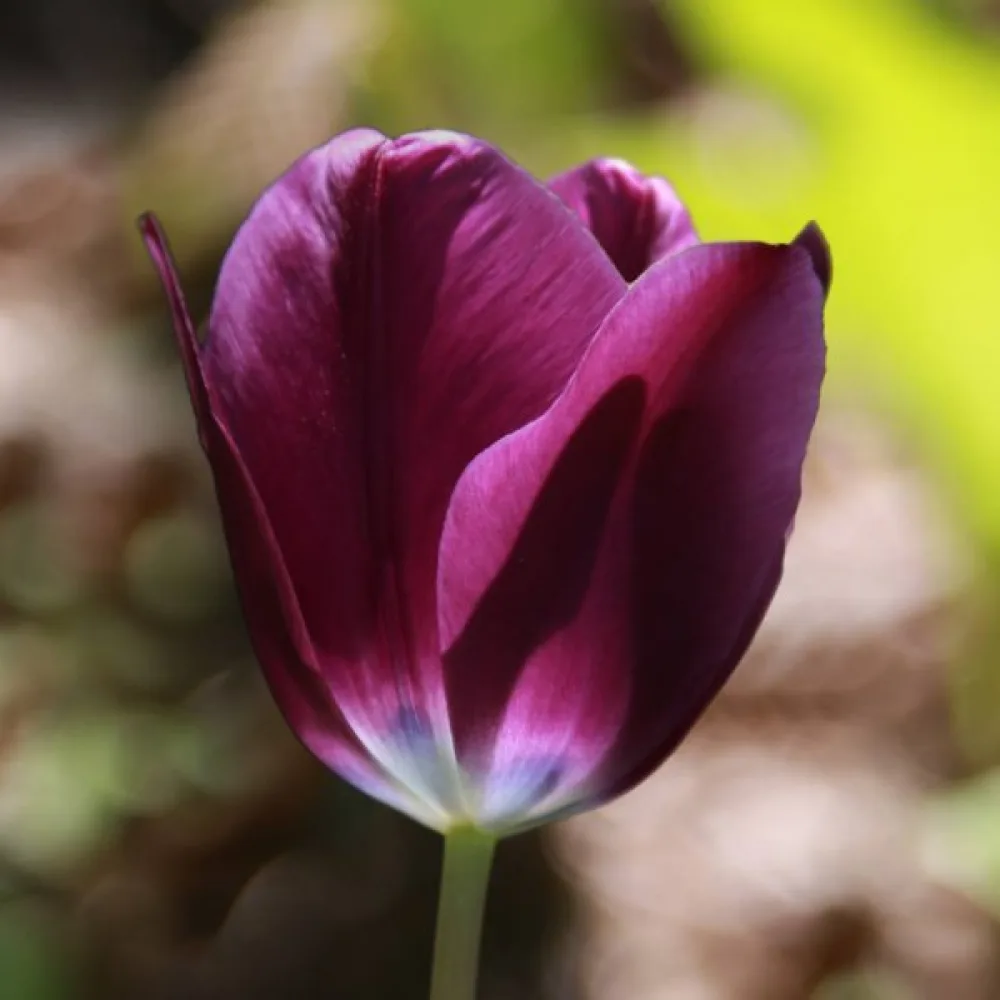 Tulipán Kansas Proud (lila)