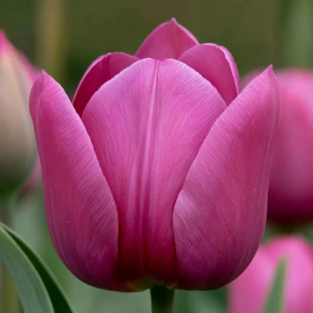 Tulipán Roeska Rimini (lila)