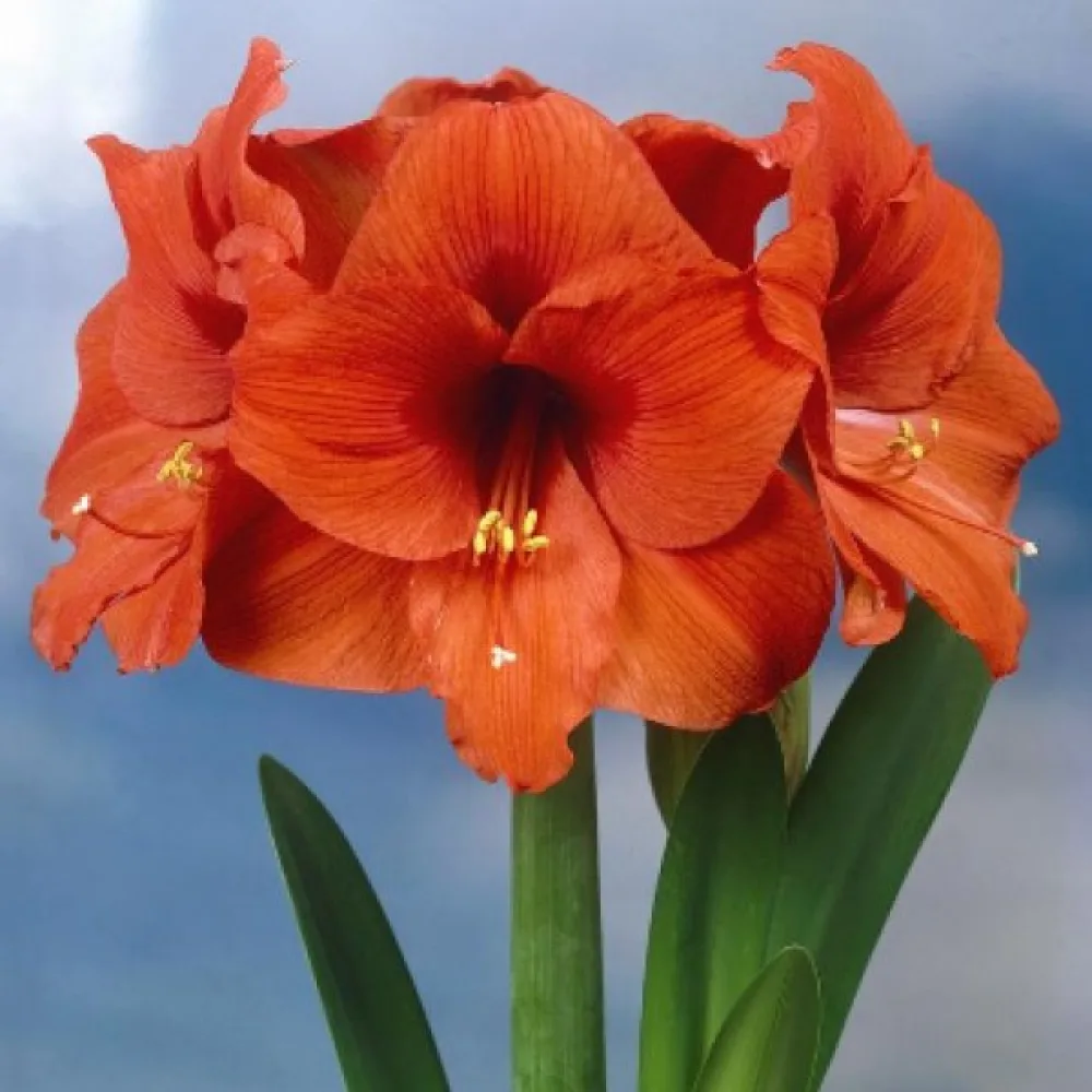 Amarillisz ORANGE SOUVEREIGN