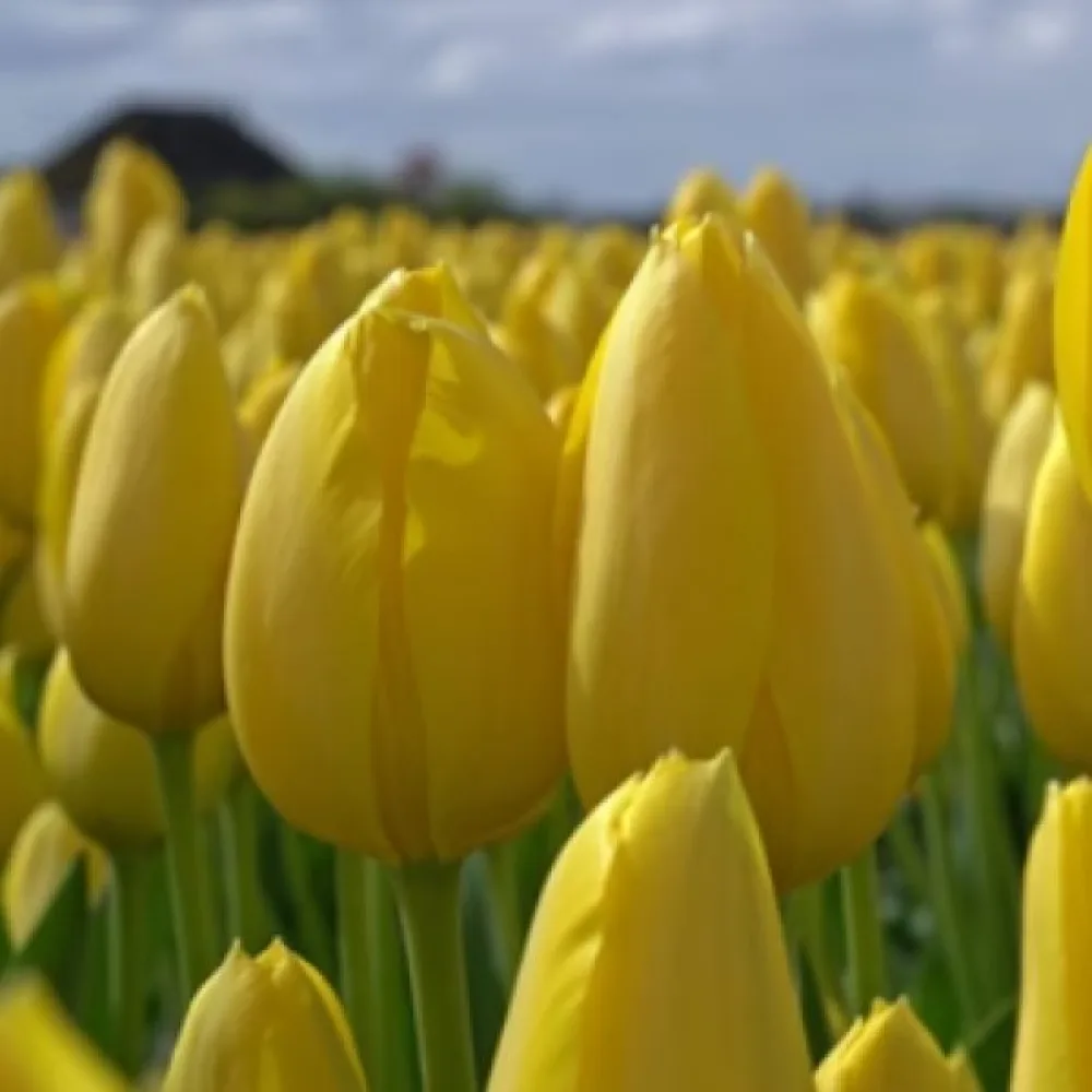 Tulipán Muscadet (sárga)