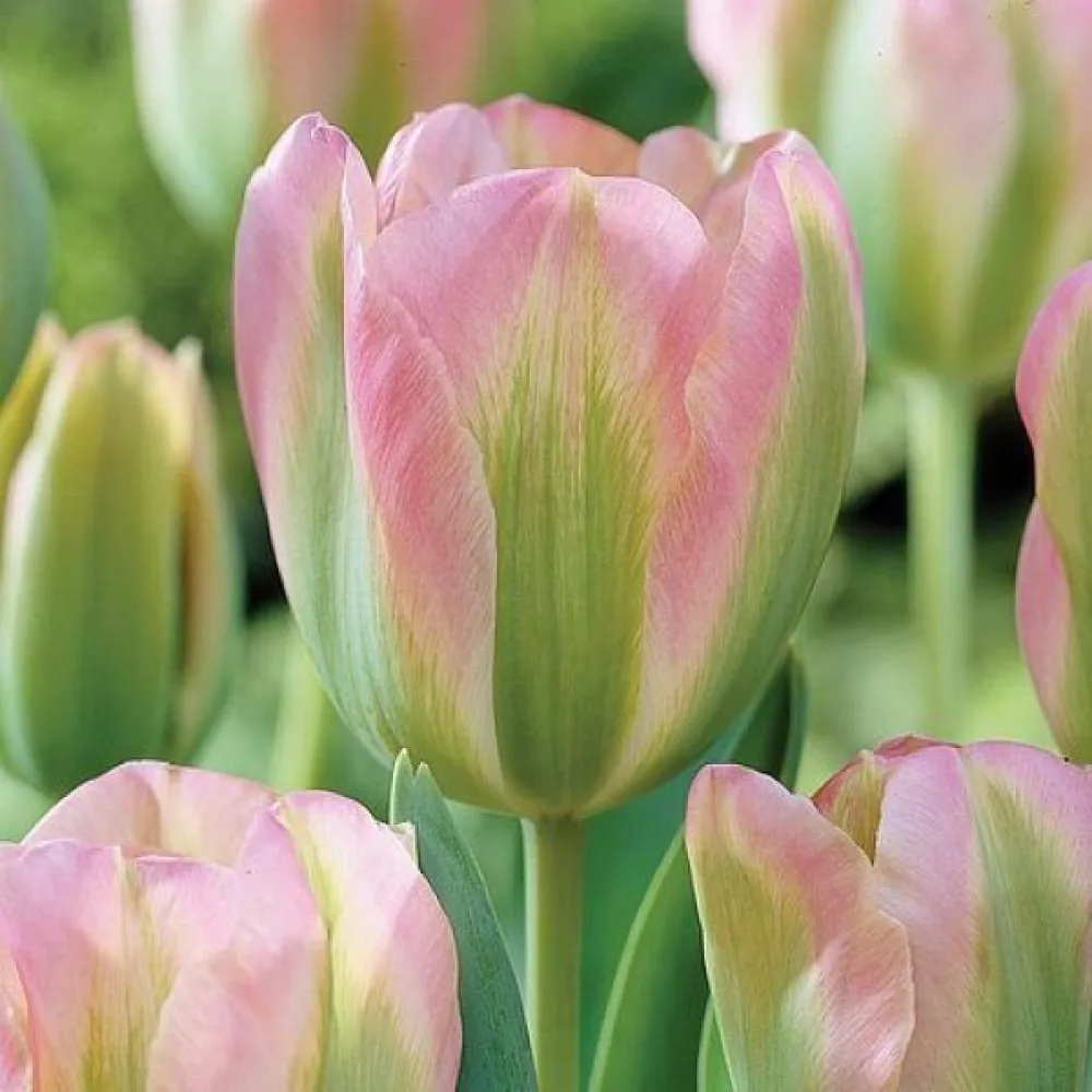 Tulipán Groenland (zöld)