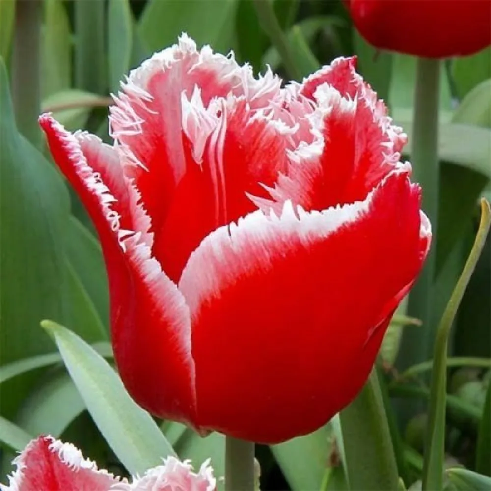 Tulipán Canasta (piros)