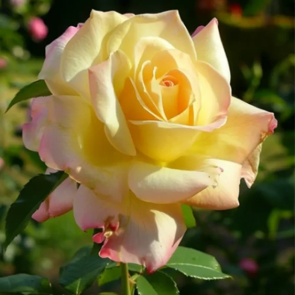 Rózsa Golden Rose Dream - szabadgyökerű