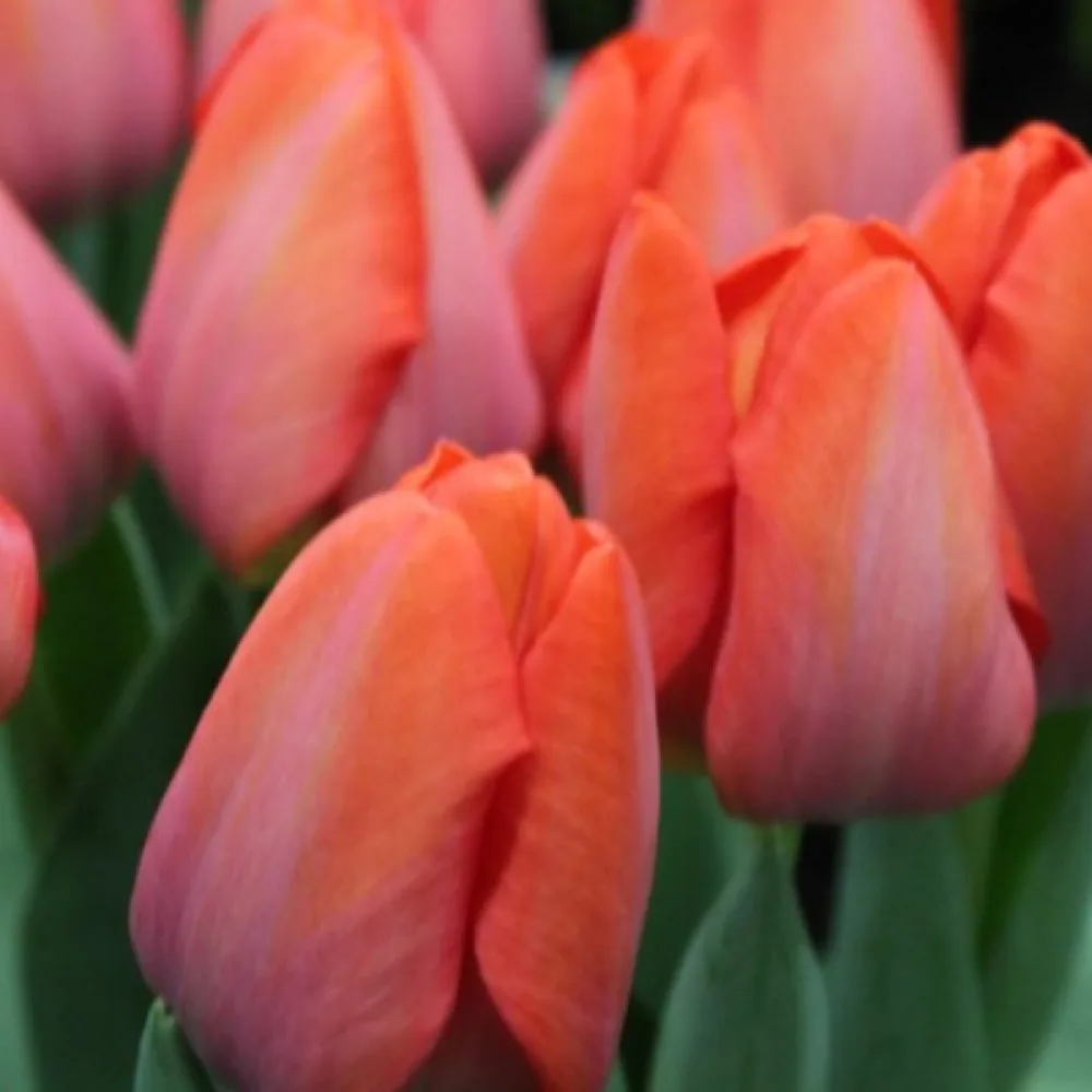 Tulipán Orange Van Eijk (narancssárga)