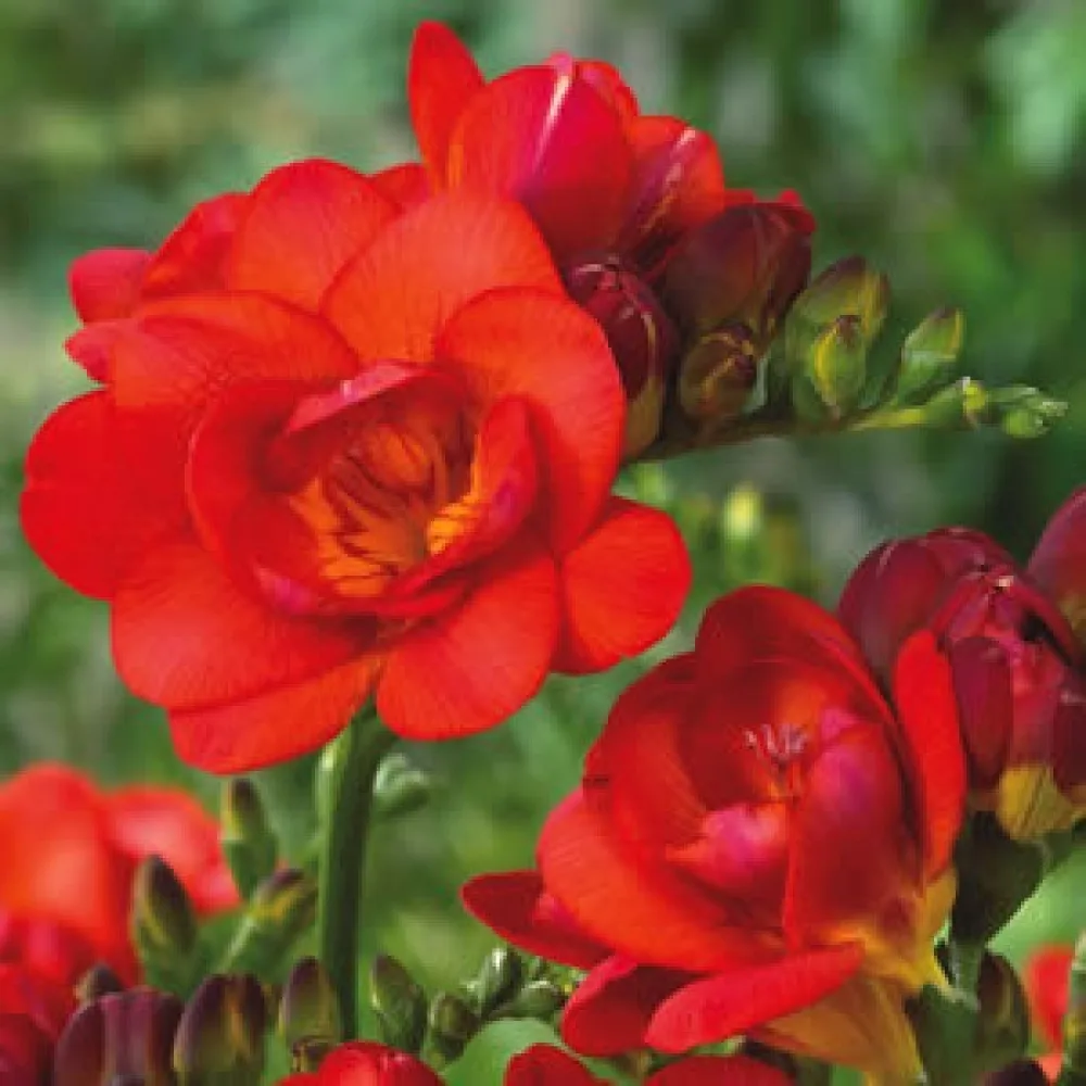 Frézia Double red (piros fátyol)