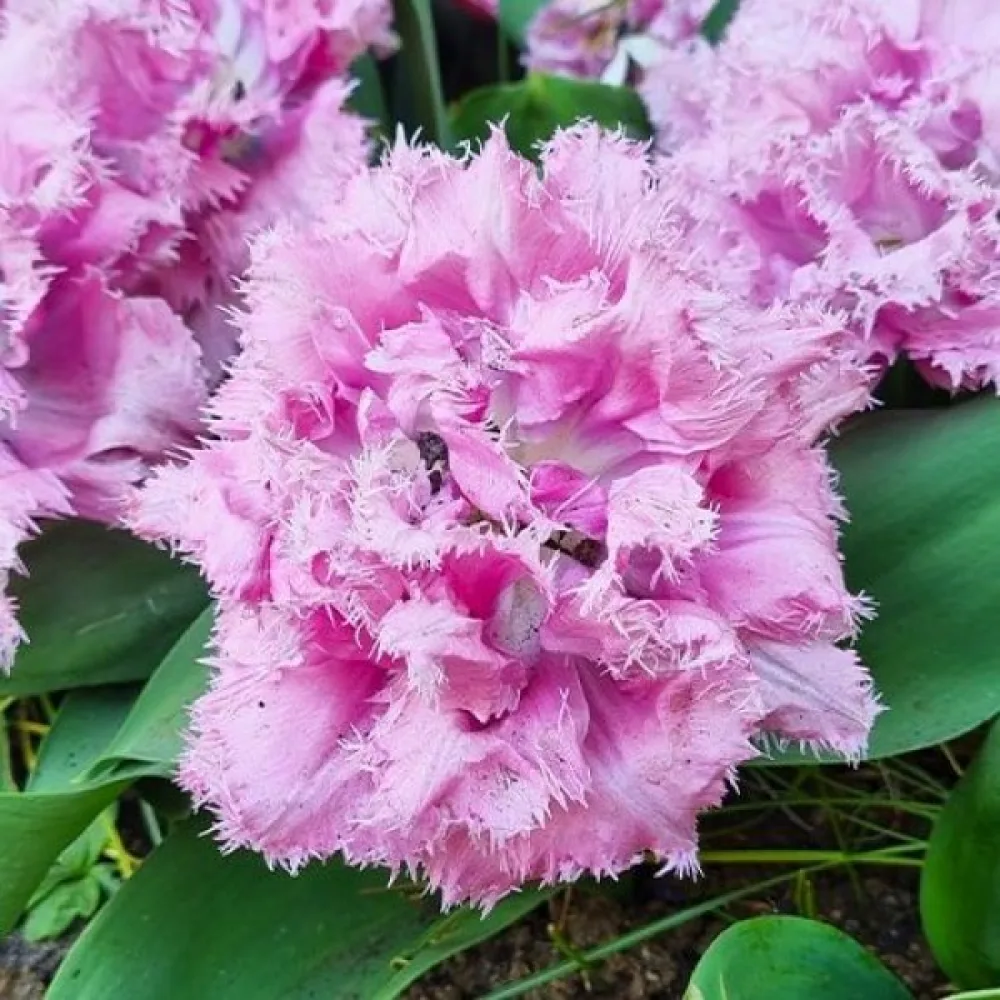 Tulipán Cairns (rózsaszín)
