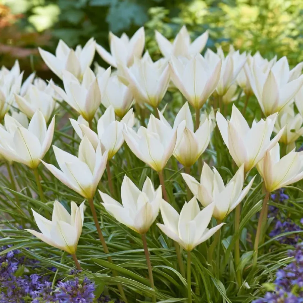 Tulipán Sylvia Clusiana Bis (borvörös)