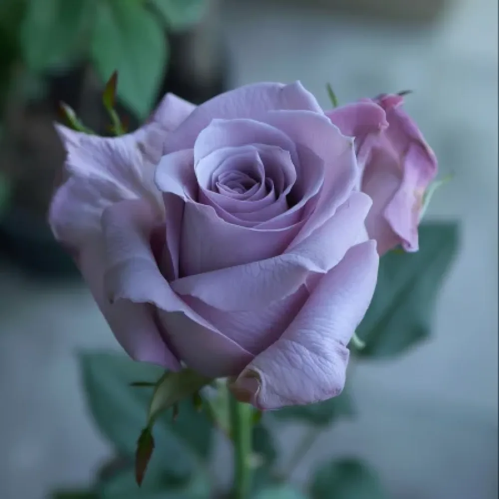 Rózsa Blooming Symphony - szabadgyökerű