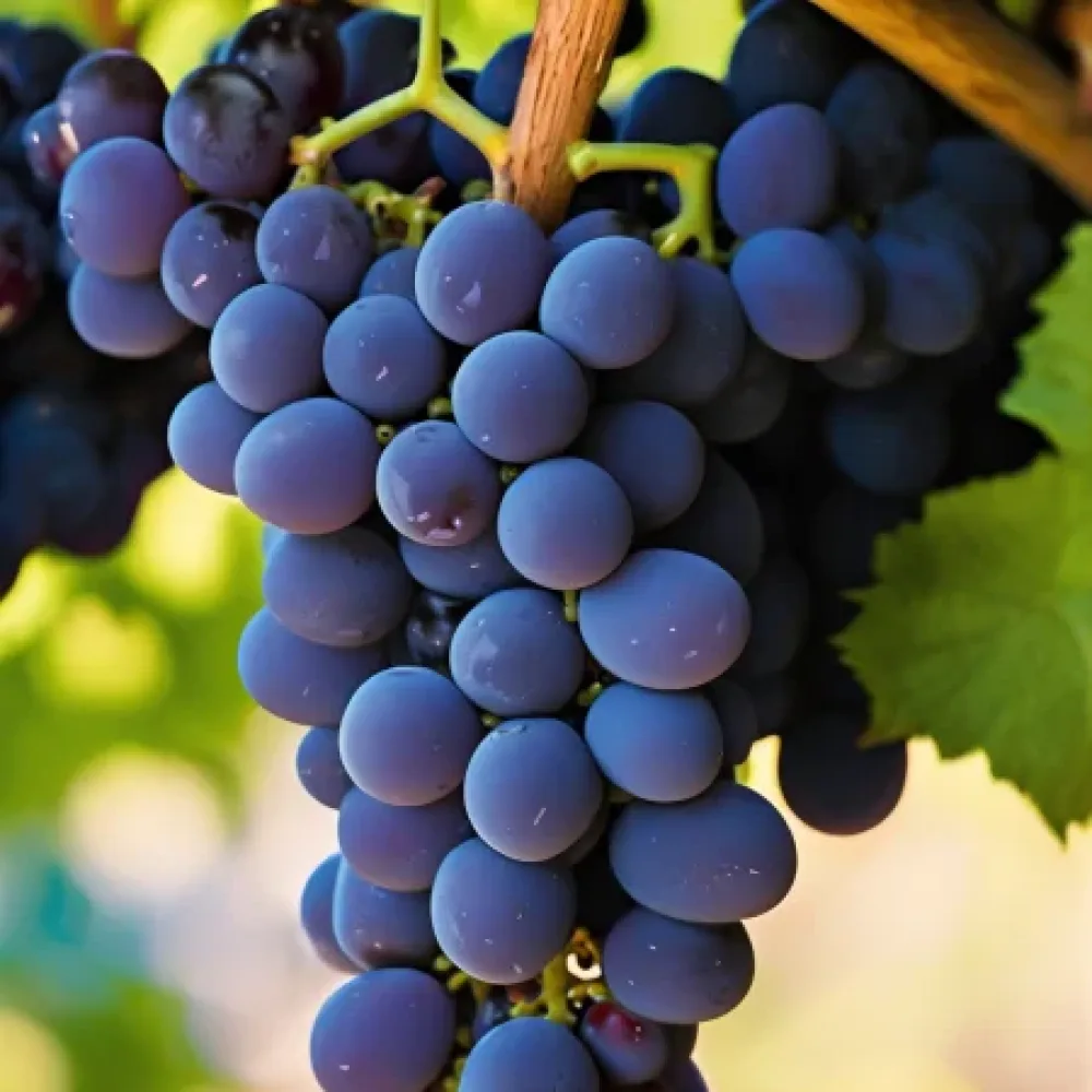 Szőlőtőke Pinot noir, vörös borszőlő - korai érésű
