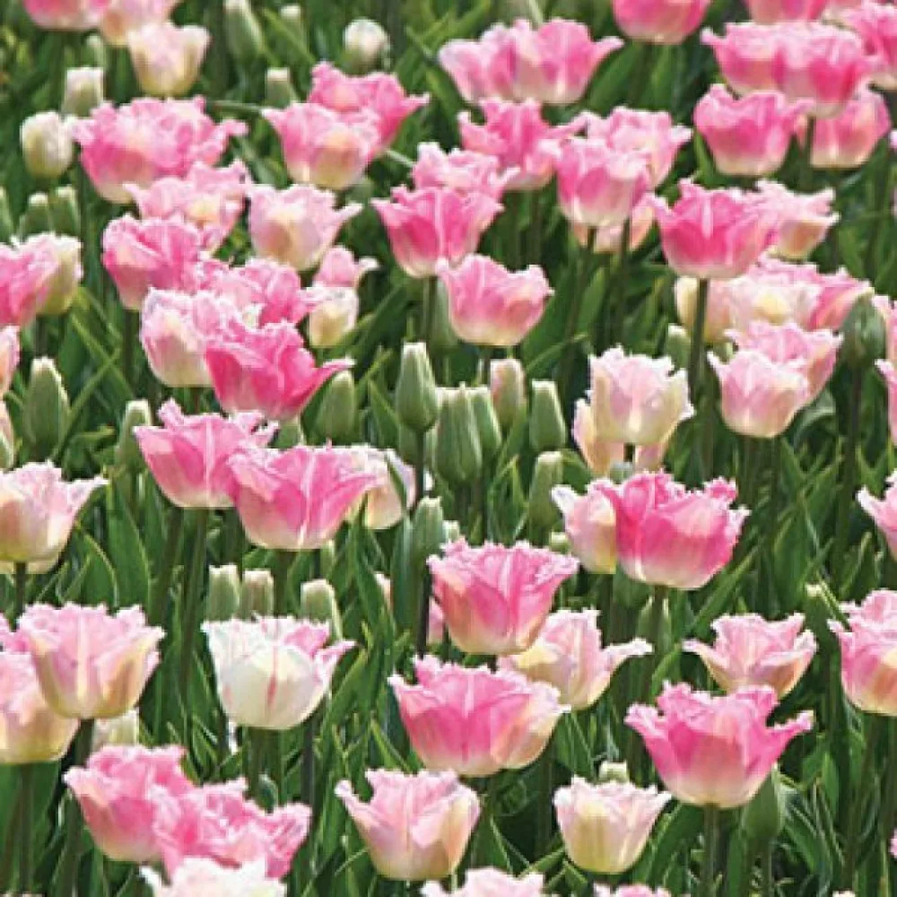 Tulipán Izumi (rózsaszín)