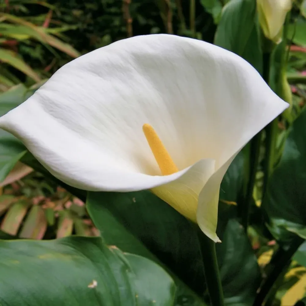 Kála Aethiopica (fehér)