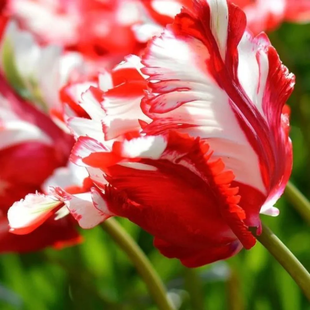 Tulipán Estella Rijnveld (tarka)