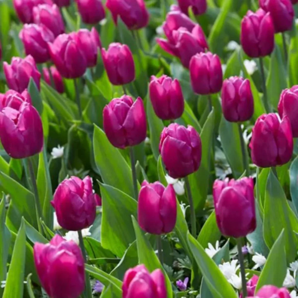 Tulipán Purple Prince (lila)