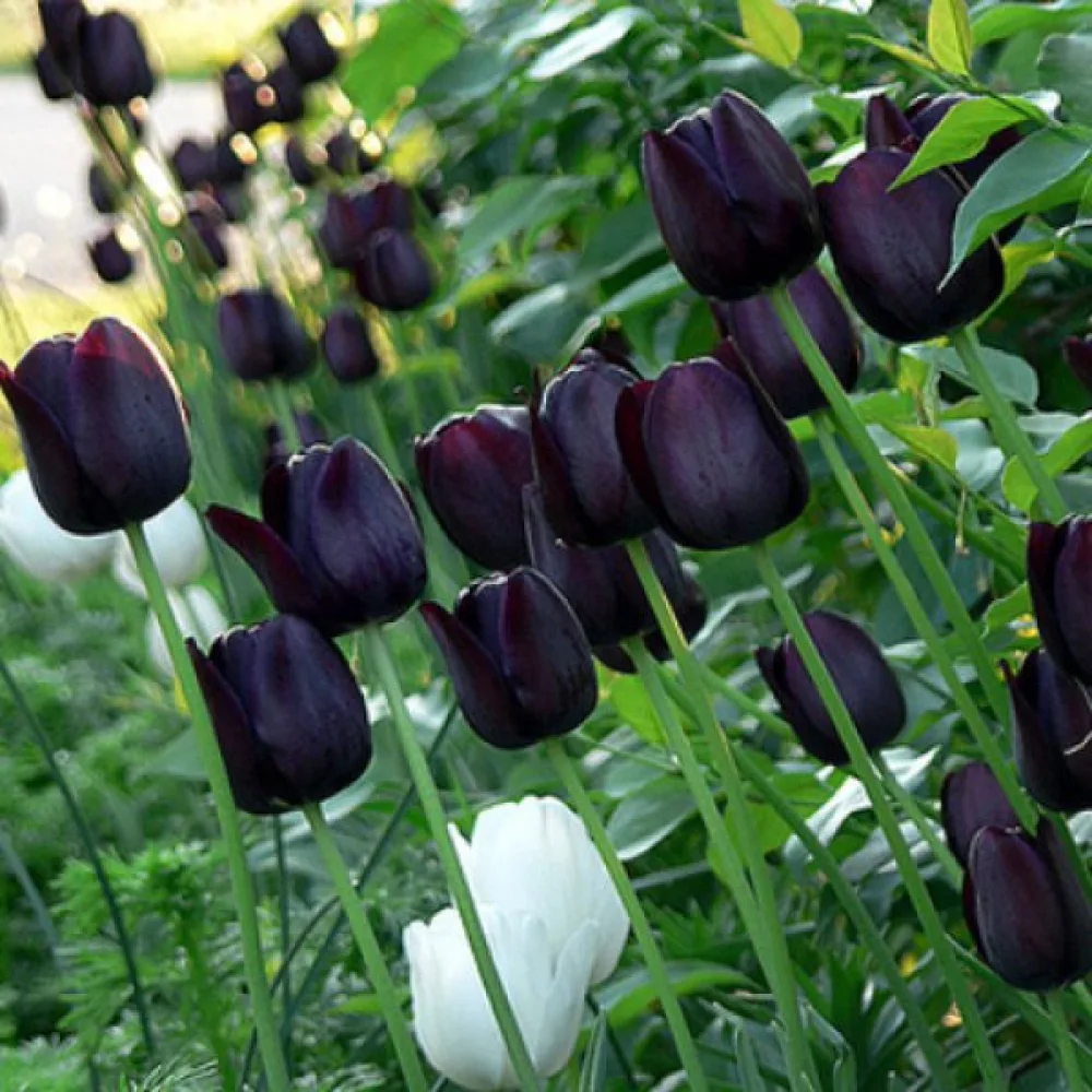 Tulipán Queen of Night (bíborlila)
