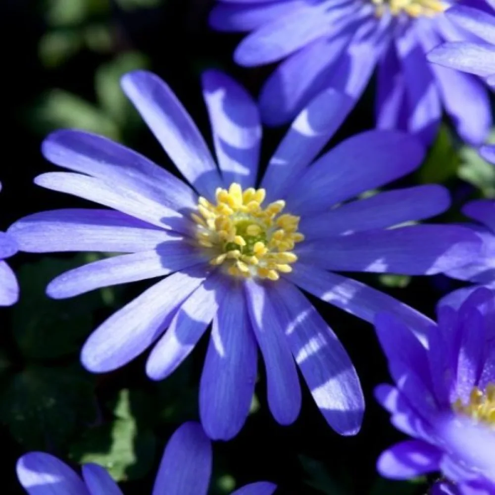 Szellőrózsa Blue shades blanda (kék)