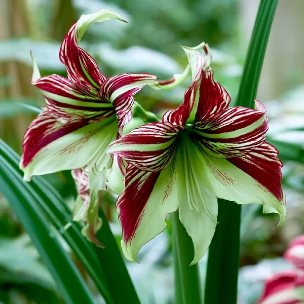 Amarillisz Papillio (tarka)