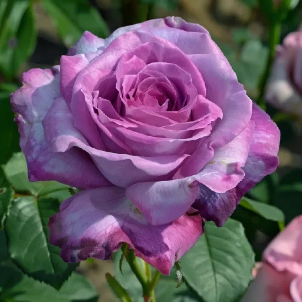 Rózsa Tropical Harmony - szabadgyökerű