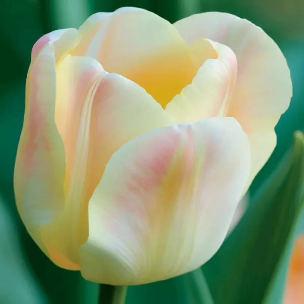 Tulipán Mieke Telkamp (krémszínű)