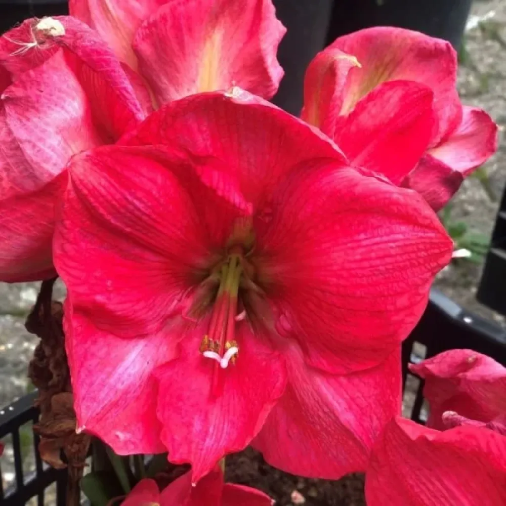 Amarillisz Pink Rival