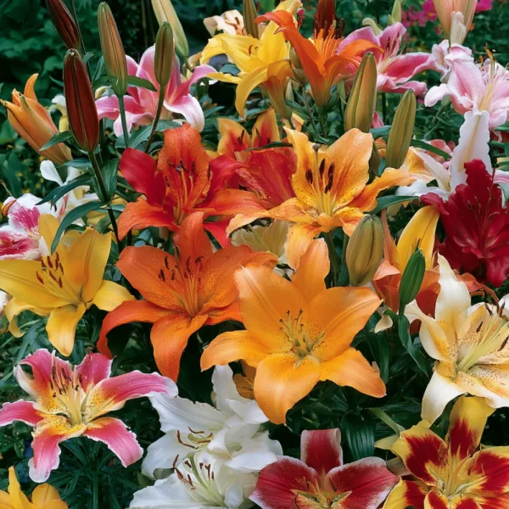 Liliom Asiatic Mixed (ázsiai keverék)