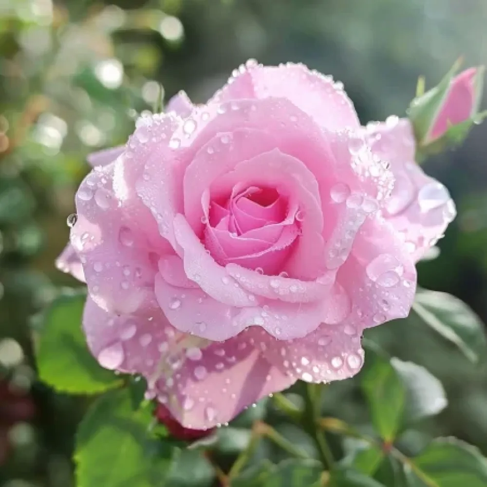 Rózsa Pink Benedict - szabadgyökerű