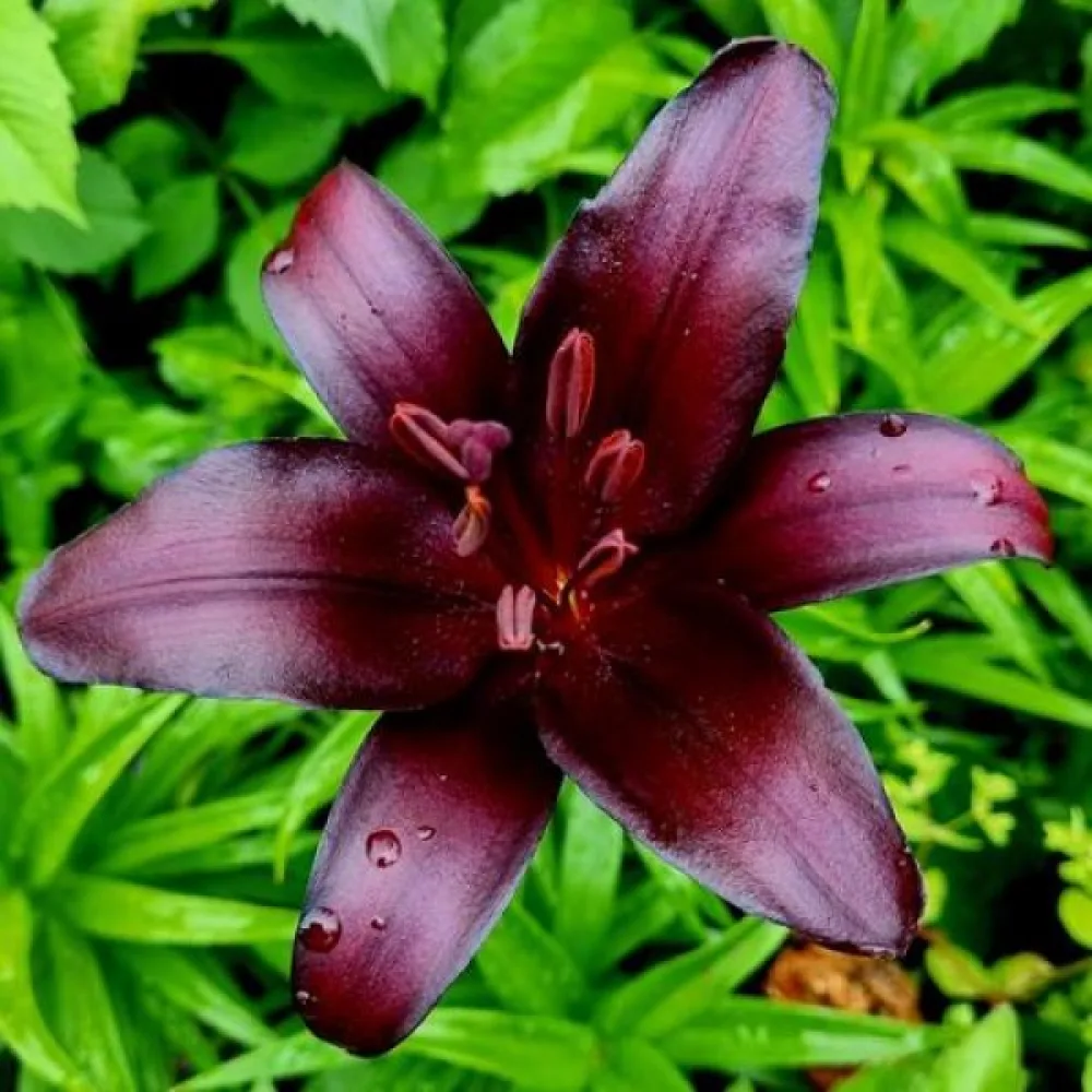 Liliom Nightrider