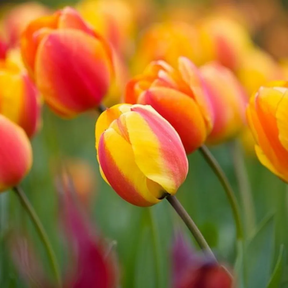 Tulipán Apeldoorns elite (narancssárga)