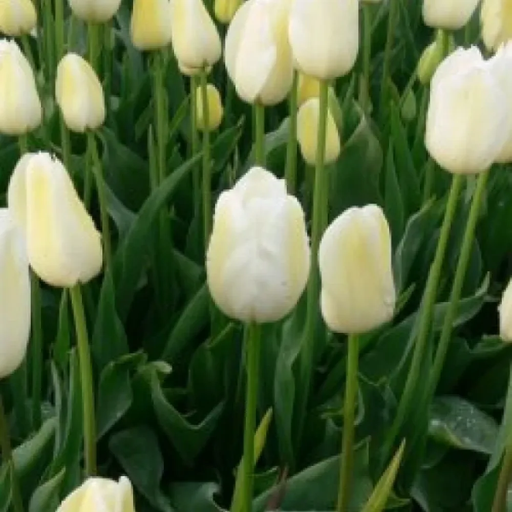 Tulipán City of vancouver (krémszínű)