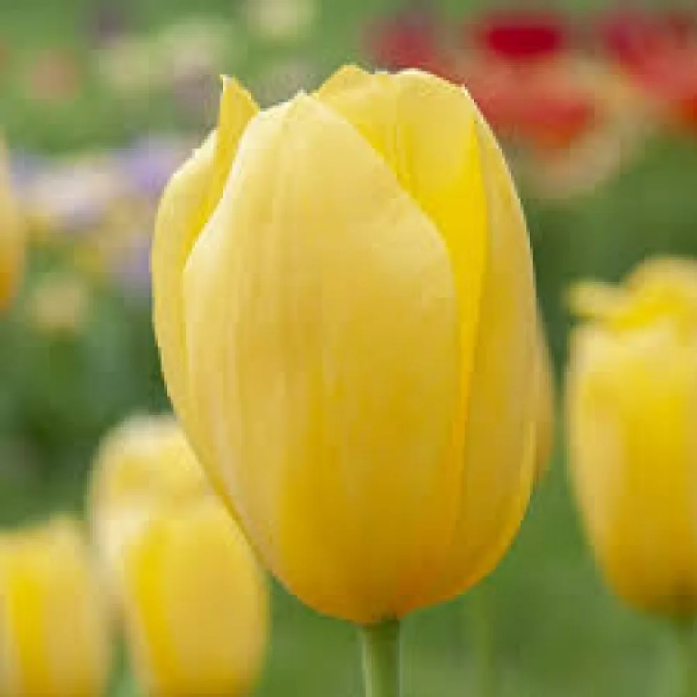 Tulipán Hella Lights (narancssárga)