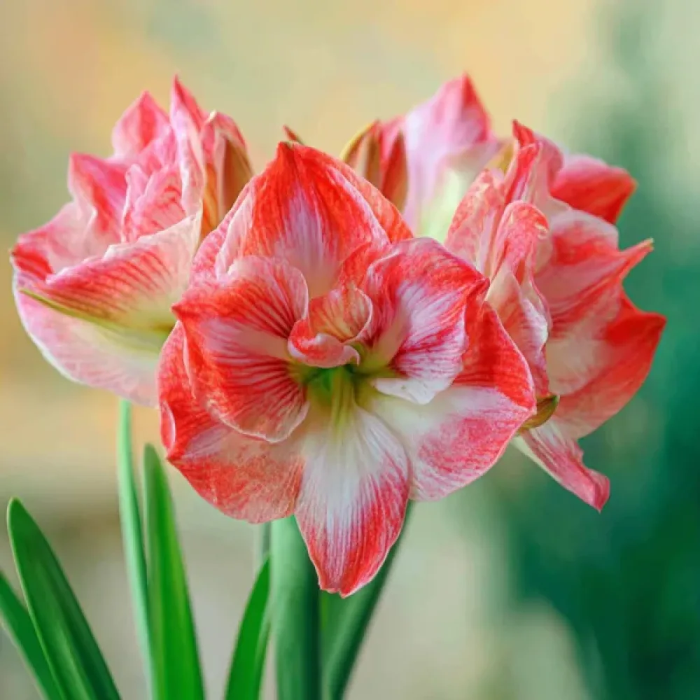Amarillisz Lady Jane (rózsaszín)