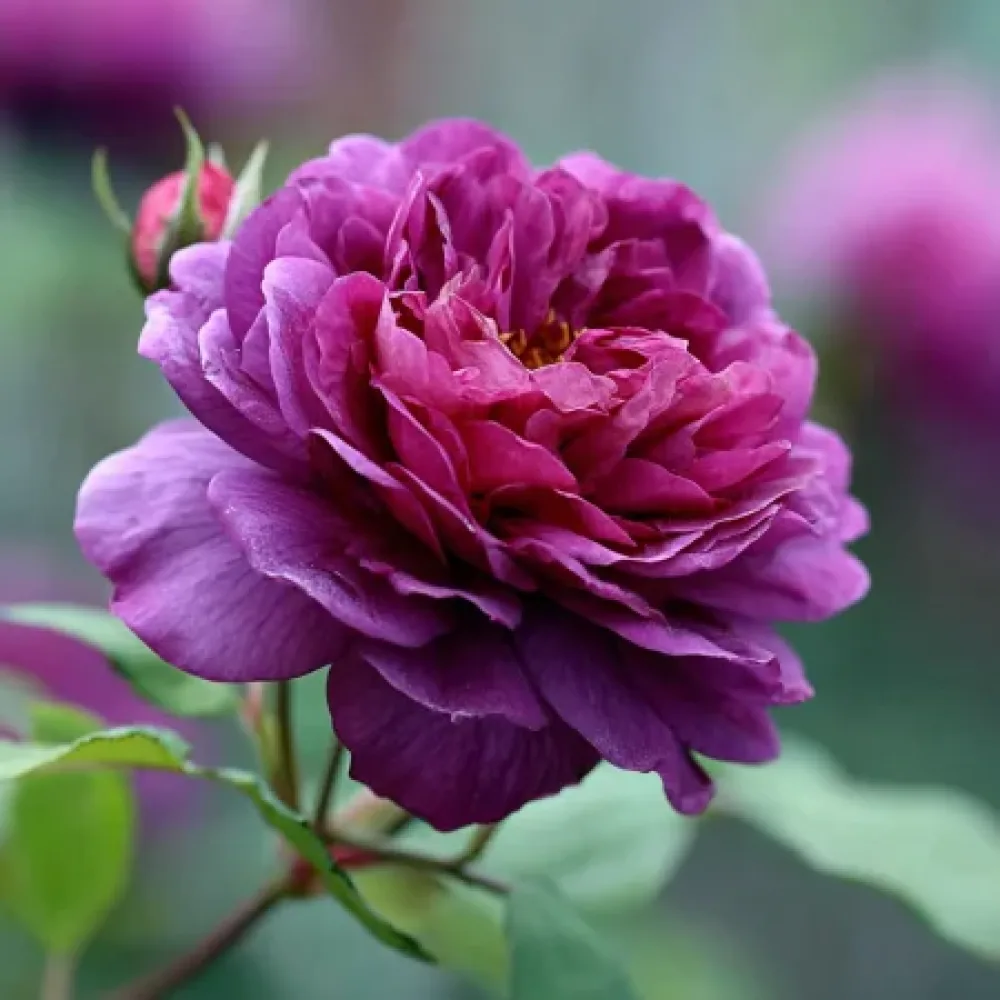 Rózsa Purple Harmony - szabadgyökerű
