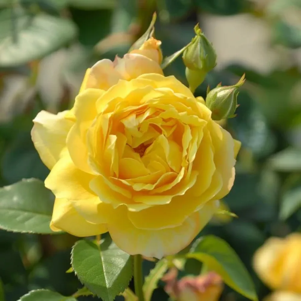 Rózsa Citrus Harmony - szabadgyökerű