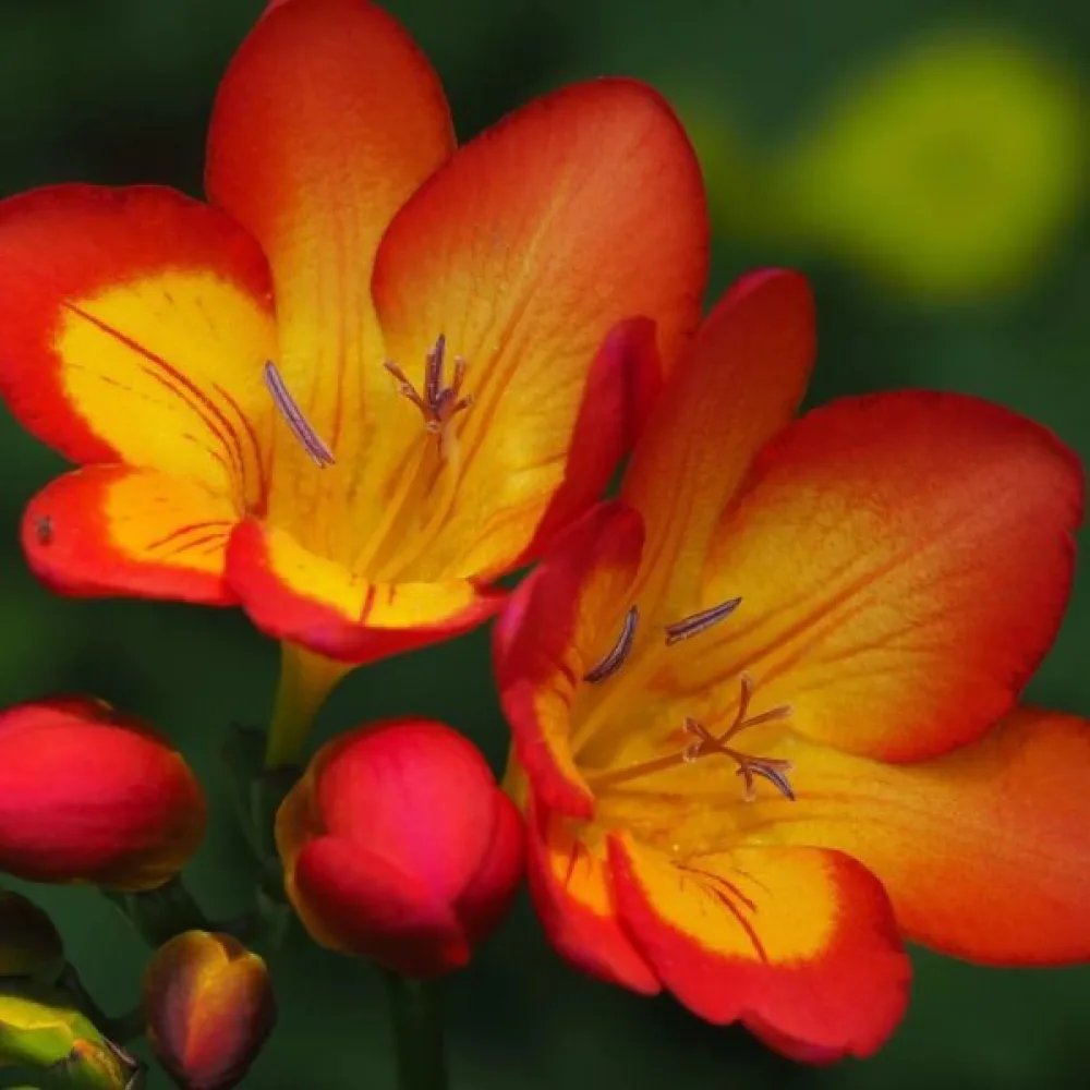 Frézia Orange single
