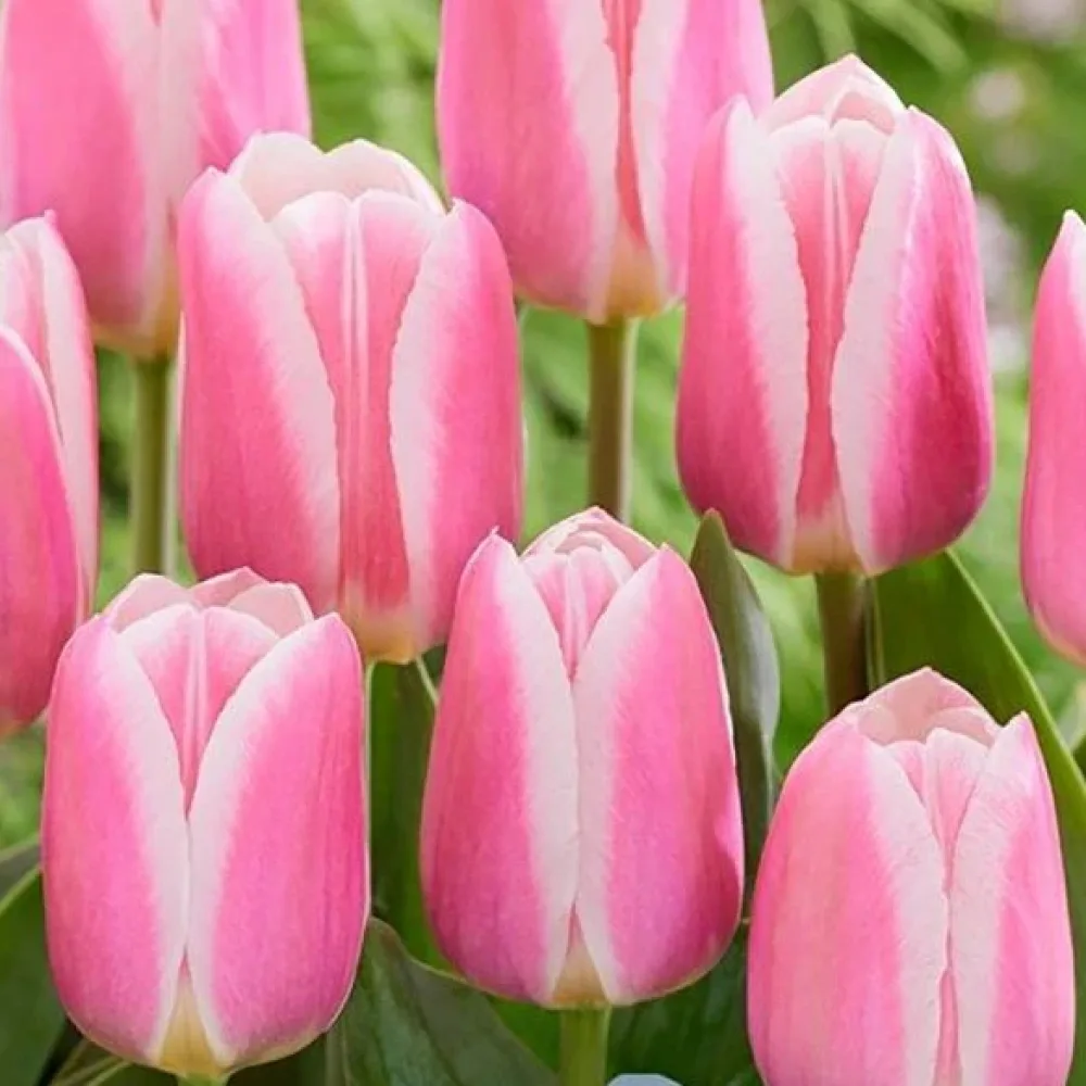Tulipán Mandy Choice (rózsaszín)