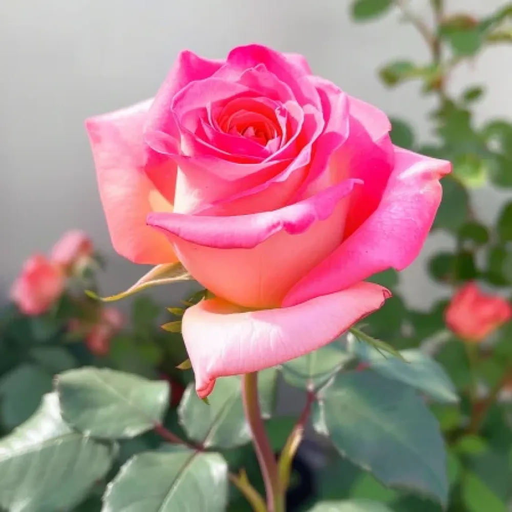 Rózsa Pink Snowflake - szabadgyökerű