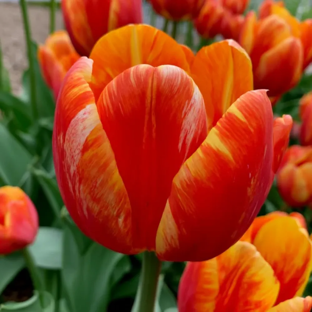 Tulipán Leo (piros)