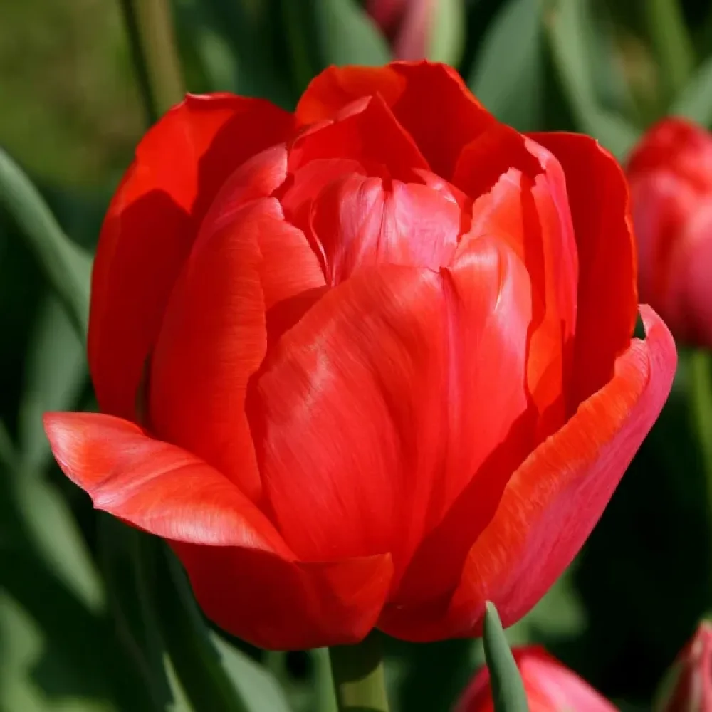 Tulipán Love Valley