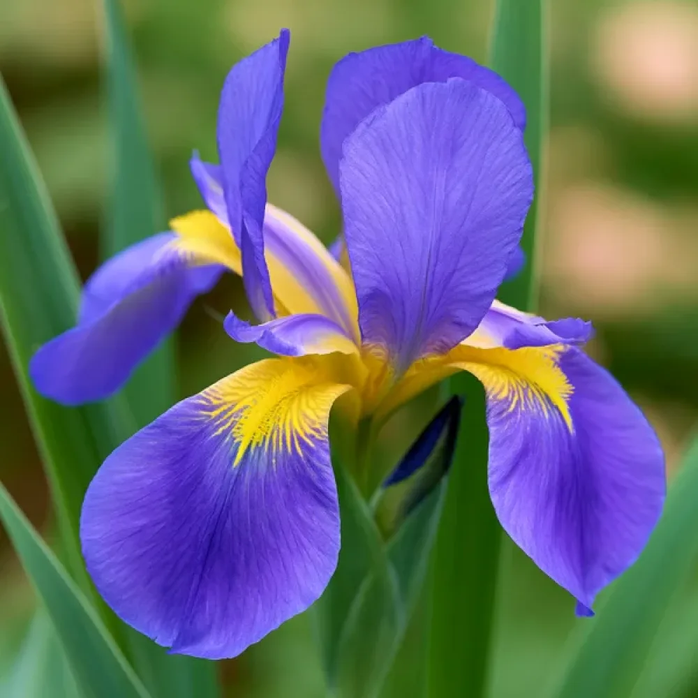Írisz Saphire Beauty Hollandica (zafírkék)