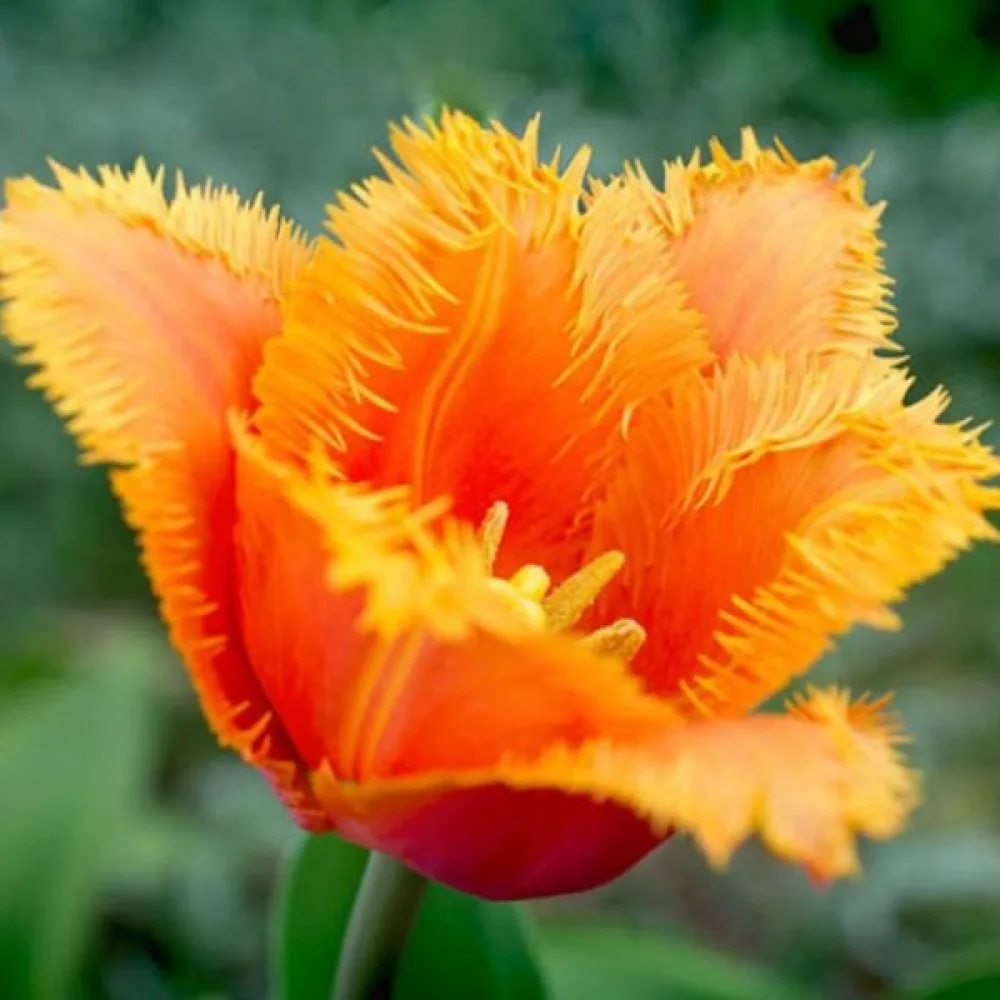 Tulipán Lambada (barackszínű)