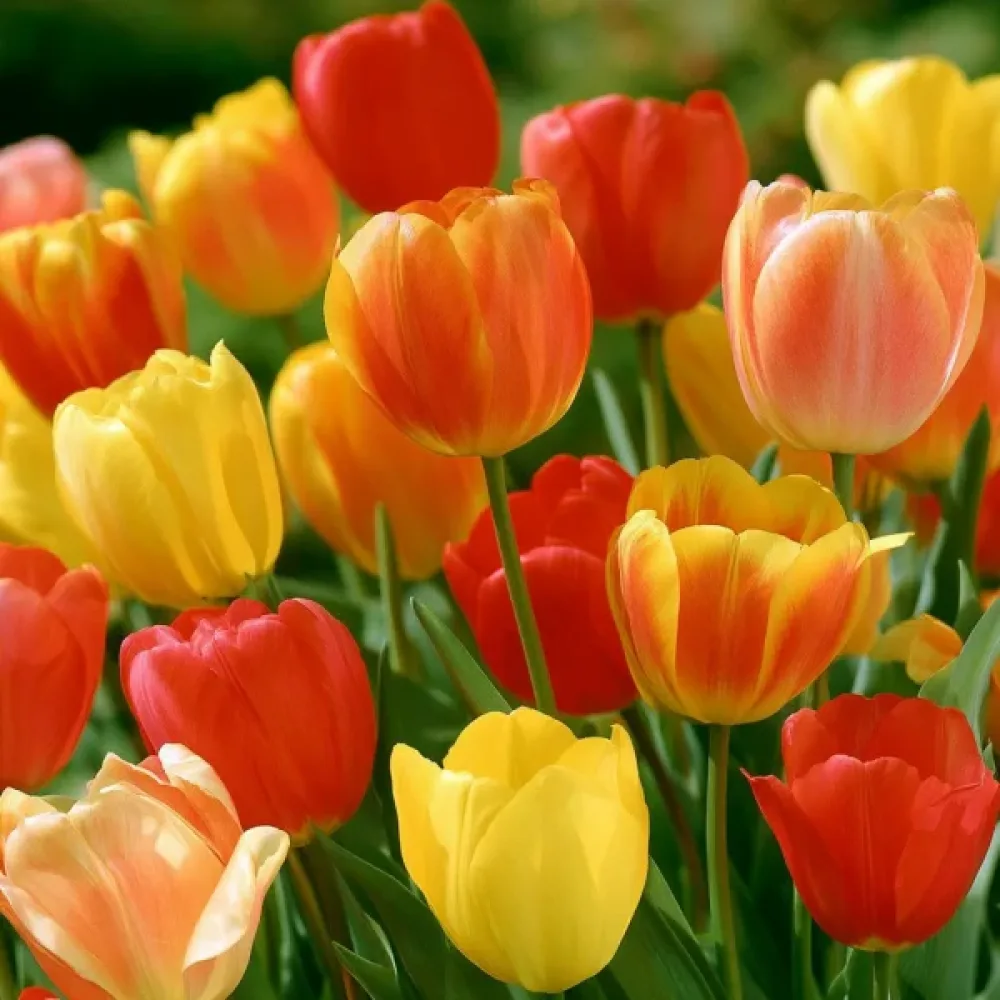 Tulipán Single Late Mixed (késői keverék)