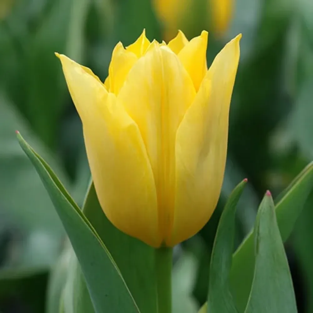 Tulipán Yellow Purissima (sárga)